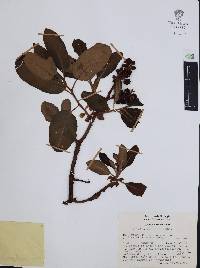 Arbutus xalapensis image