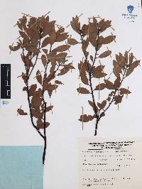 Arctostaphylos pungens image