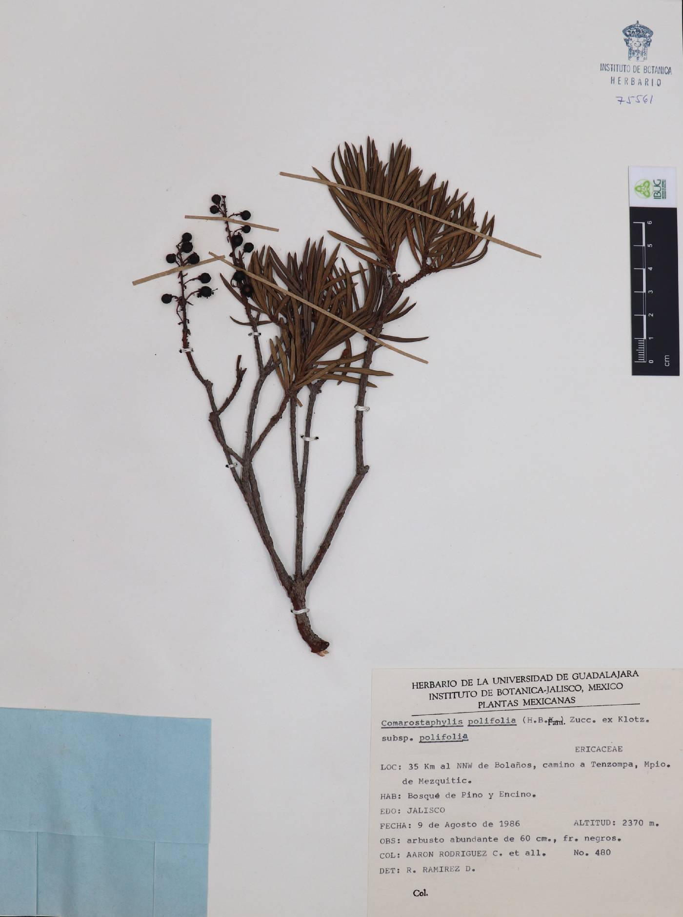 Comarostaphylis polifolia subsp. polifolia image