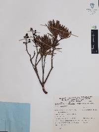 Comarostaphylis polifolia subsp. polifolia image