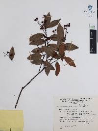 Vaccinium leucanthum image