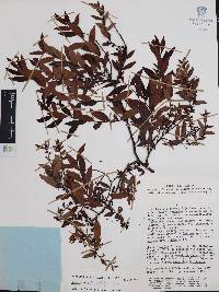 Vaccinium stenophyllum image