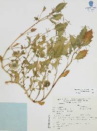 Physalis angulata image