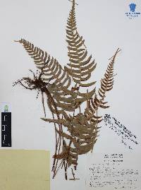 Blechnum glandulosum image
