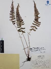 Blechnum glandulosum image