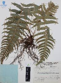 Blechnum occidentale image