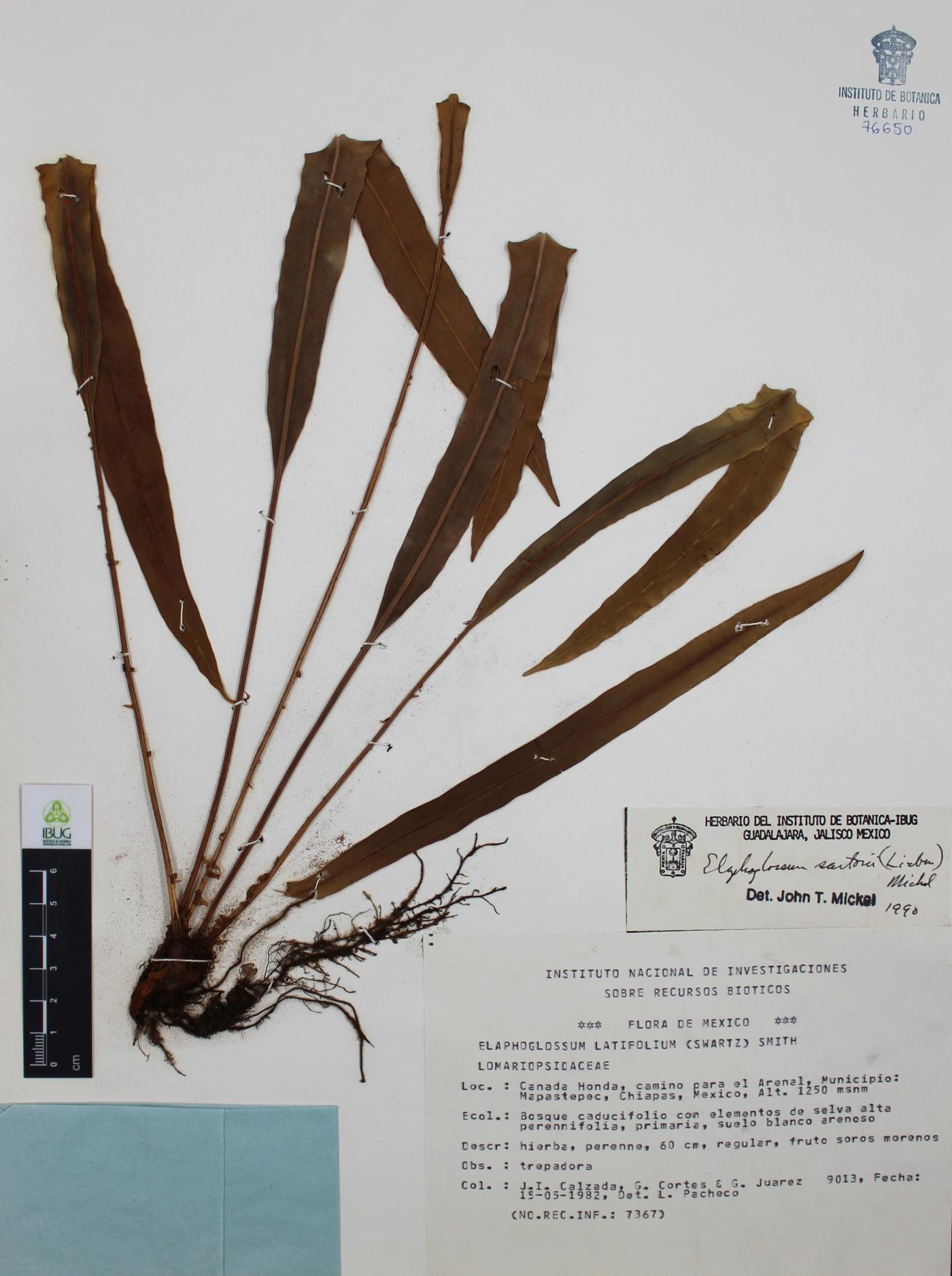 Elaphoglossum sartorii image