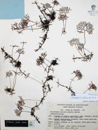 Elaphoglossum peltatum image