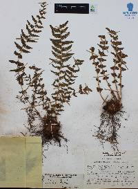 Woodsia mollis image