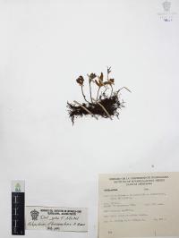 Pleopeltis thyssanolepis image