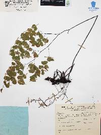 Adiantum andicola image