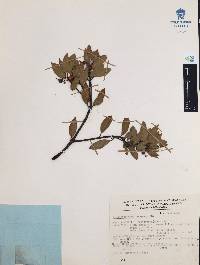 Arctostaphylos pungens image