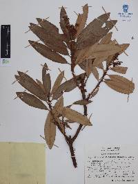 Comarostaphylis discolor image