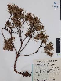 Comarostaphylis polifolia subsp. polifolia image