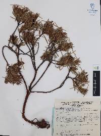 Comarostaphylis polifolia image