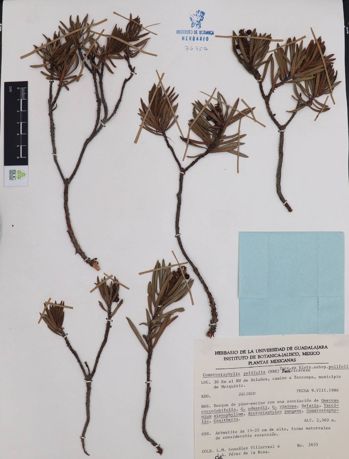 Comarostaphylis polifolia subsp. polifolia image