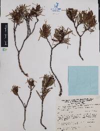 Comarostaphylis polifolia image