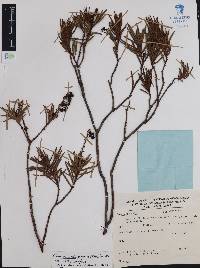 Comarostaphylis polifolia image