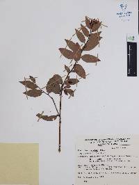 Vaccinium cordatum image