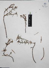 Sedum griseum image
