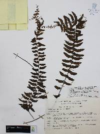 Asplenium harpeodes image