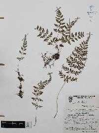 Cystopteris fragilis var. fragilis image