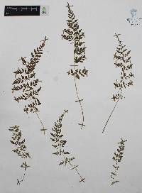 Cystopteris fragilis var. fragilis image