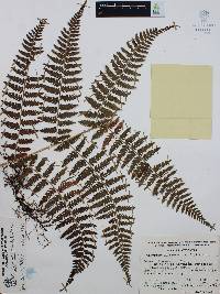 Athyrium arcuatum image