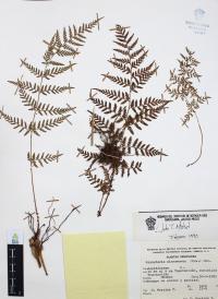 Dryopteris cinnamomea image