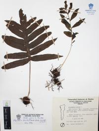 Phlebodium areolatum image
