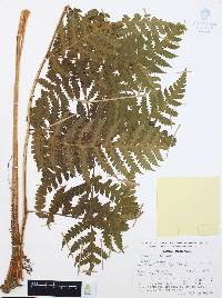 Lonchitis hirsuta image
