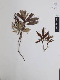 Comarostaphylis discolor image