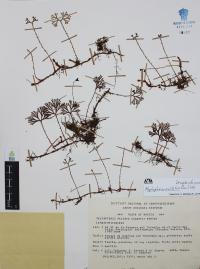 Elaphoglossum peltatum image