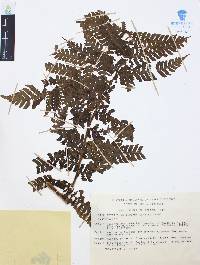 Trichipteris schiedeana image