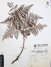 Pteridium caudatum image