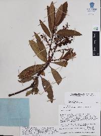 Comarostaphylis discolor image