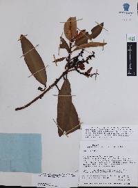 Comarostaphylis discolor image