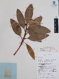 Comarostaphylis longifolia image