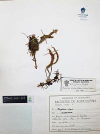 Pleopeltis polylepis image