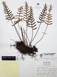 Pleopeltis thyssanolepis image
