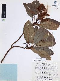 Arbutus xalapensis image