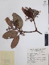 Arbutus xalapensis image