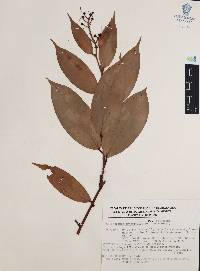 Cavendishia crassifolia image