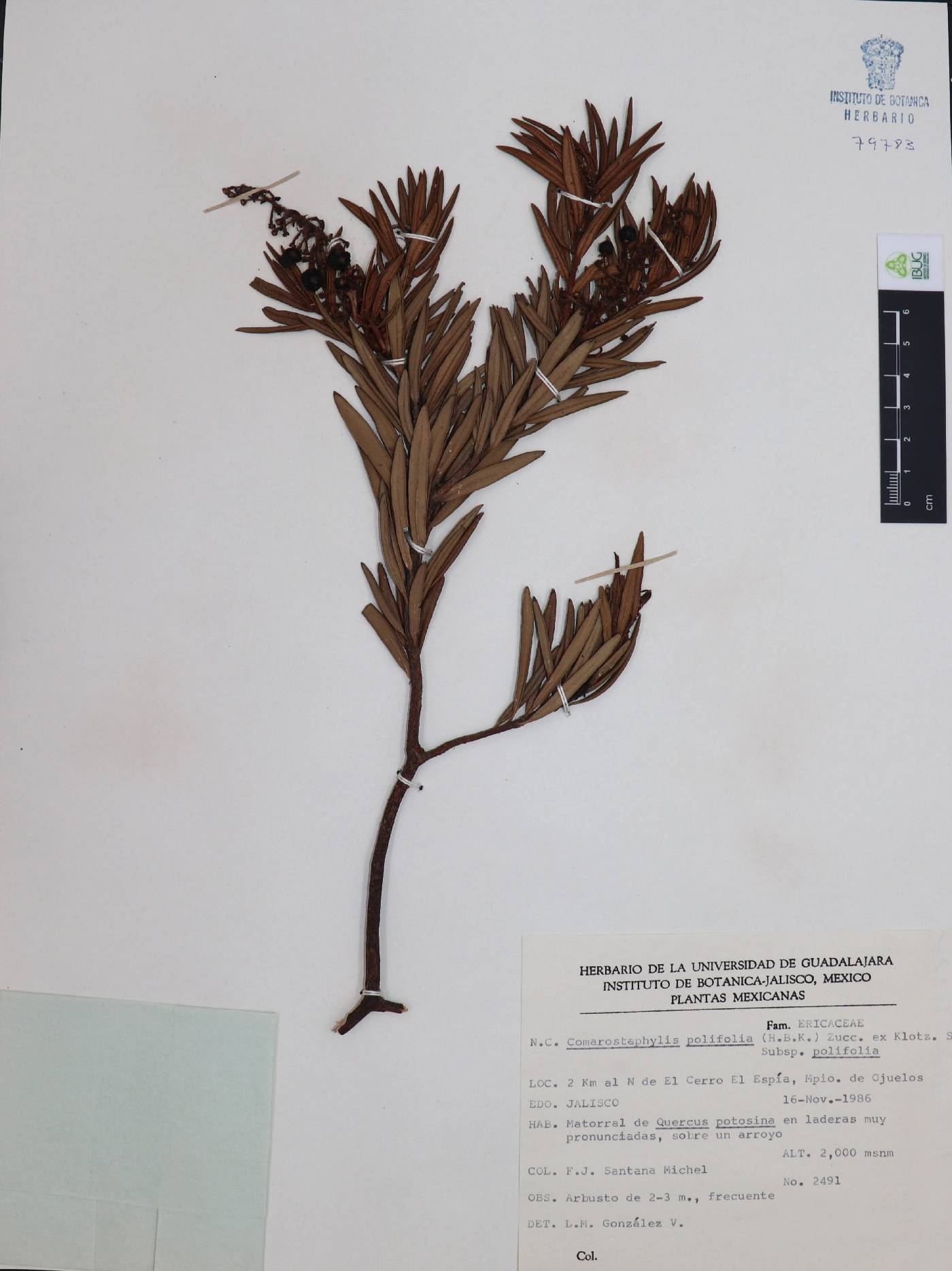 Comarostaphylis polifolia image