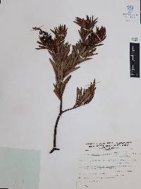 Comarostaphylis polifolia subsp. polifolia image