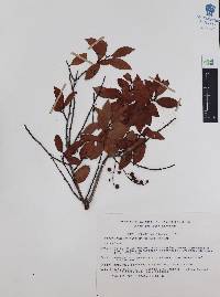 Vaccinium leucanthum image