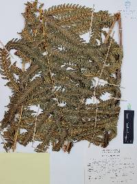 Thelypteris puberula image