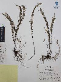 Asplenium monanthes image