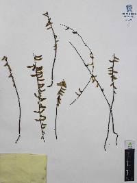 Asplenium monanthes image
