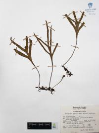 Pleopeltis angusta image